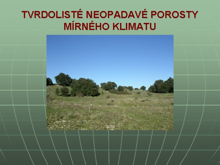 TVRDOLISTÉ NEOPADAVÉ POROSTY MÍRNÉHO KLIMATU 