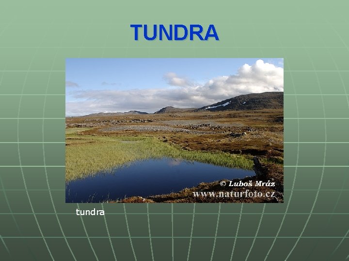 TUNDRA tundra 