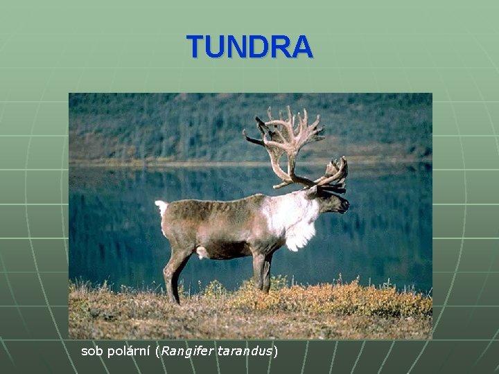 TUNDRA sob polární (Rangifer tarandus) 
