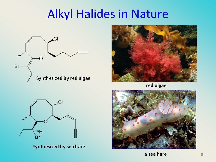 Alkyl Halides in Nature Synthesized by red algae Synthesized by sea hare a sea