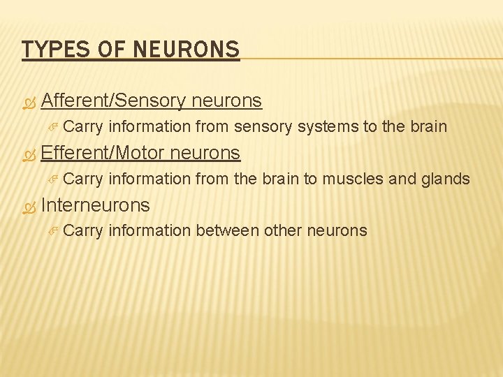 TYPES OF NEURONS Afferent/Sensory neurons Carry Efferent/Motor neurons Carry information from sensory systems to