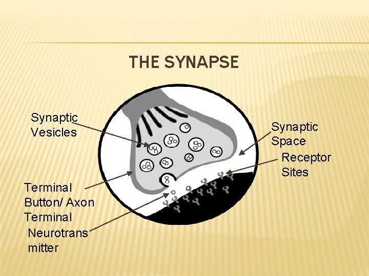 THE SYNAPSE Synaptic Vesicles Terminal Button/ Axon Terminal Neurotrans mitter Synaptic Space Receptor Sites