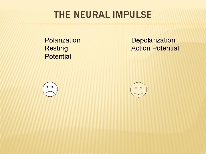 THE NEURAL IMPULSE Polarization Resting Potential Depolarization Action Potential 