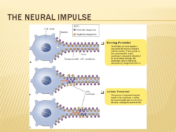 THE NEURAL IMPULSE 