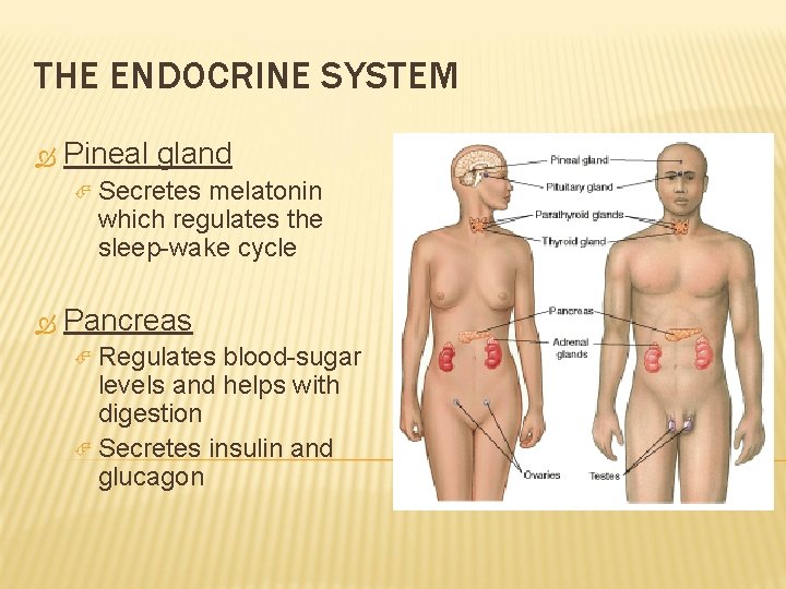 THE ENDOCRINE SYSTEM Pineal gland Secretes melatonin which regulates the sleep-wake cycle Pancreas Regulates