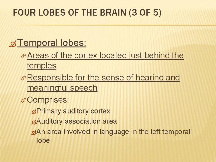 FOUR LOBES OF THE BRAIN (3 OF 5) Temporal lobes: Areas of the cortex
