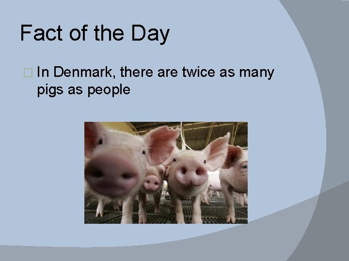 Fact of the Day � In Denmark, there are twice as many pigs as