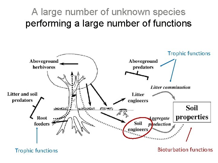 A large number of unknown species performing a large number of functions Trophic functions