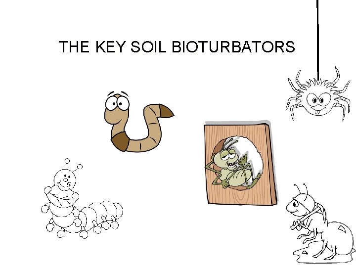 THE KEY SOIL BIOTURBATORS 