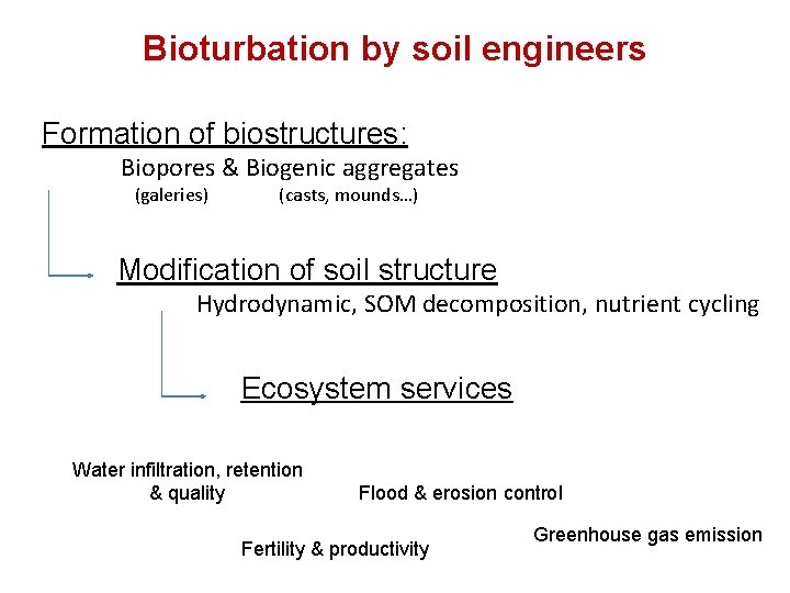 Bioturbation by soil engineers Formation of biostructures: Biopores & Biogenic aggregates (galeries) (casts, mounds…)