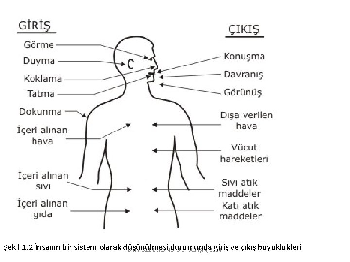 Şekil 1. 2 İnsanın bir sistem olarak düşünülmesi durumunda giriş ve çıkış büyüklükleri BMM