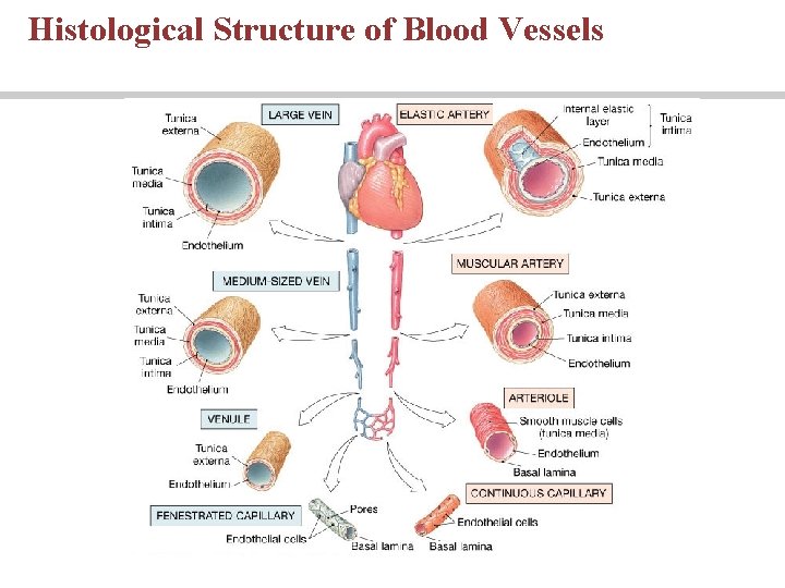 Histological Structure of Blood Vessels 