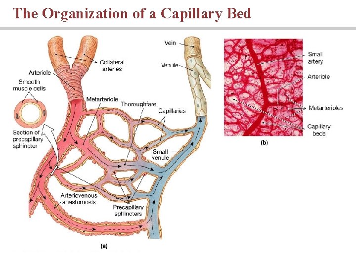 The Organization of a Capillary Bed 