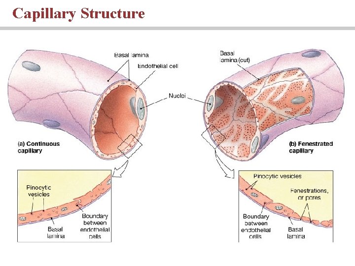 Capillary Structure 