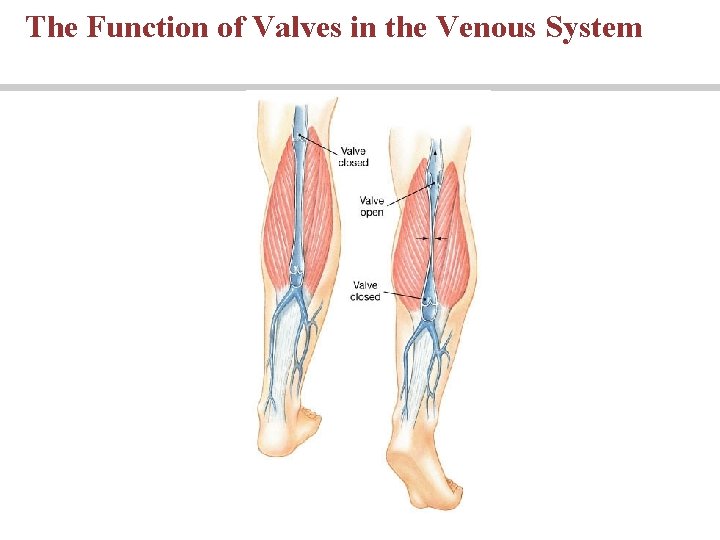 The Function of Valves in the Venous System 