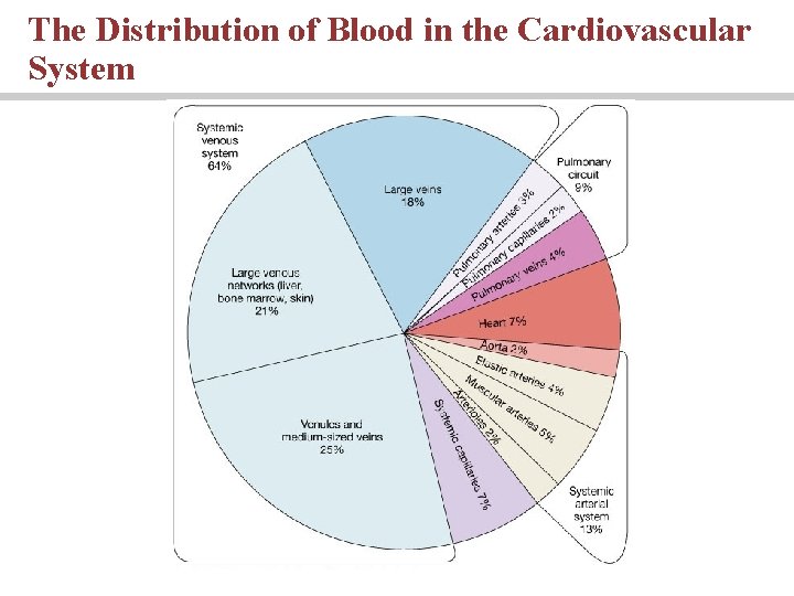 The Distribution of Blood in the Cardiovascular System 