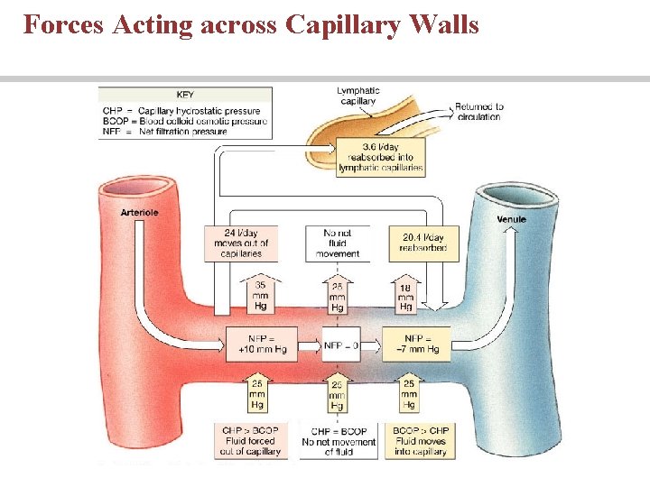 Forces Acting across Capillary Walls 