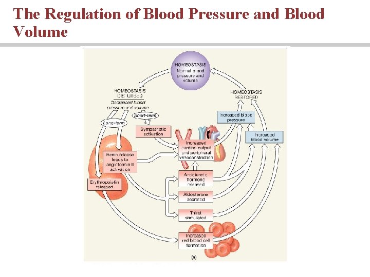 The Regulation of Blood Pressure and Blood Volume 