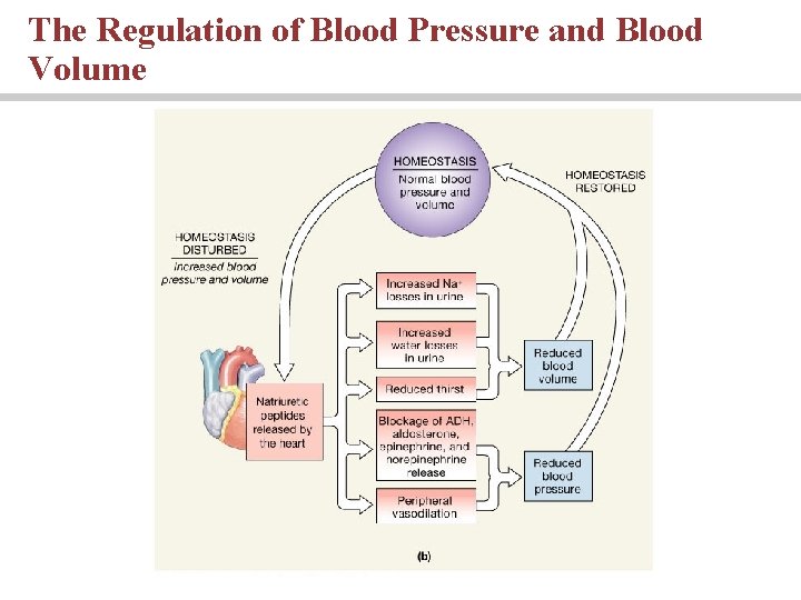 The Regulation of Blood Pressure and Blood Volume 