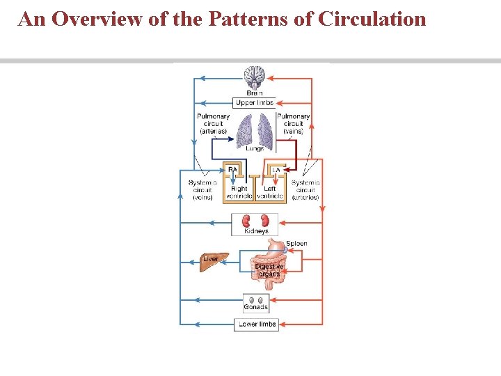 An Overview of the Patterns of Circulation 