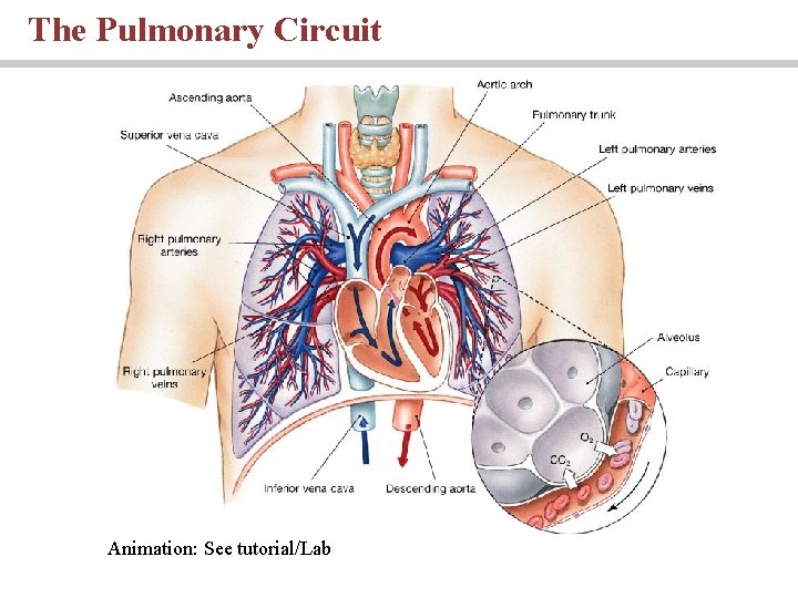 The Pulmonary Circuit Animation: See tutorial/Lab 