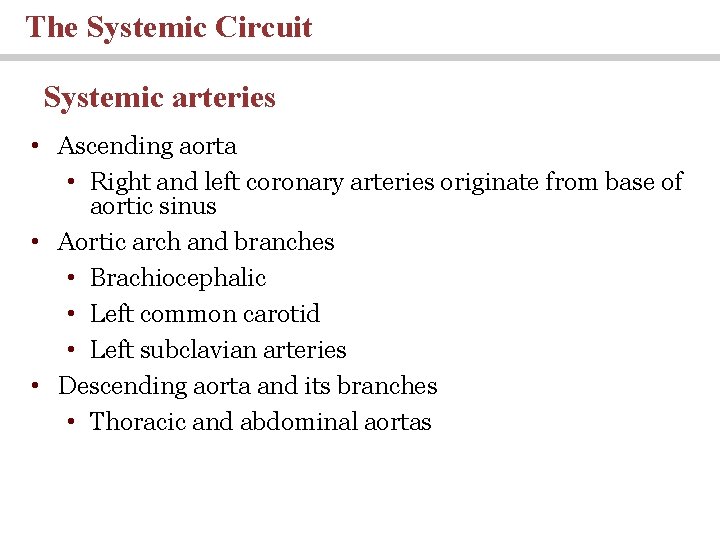 The Systemic Circuit Systemic arteries • Ascending aorta • Right and left coronary arteries