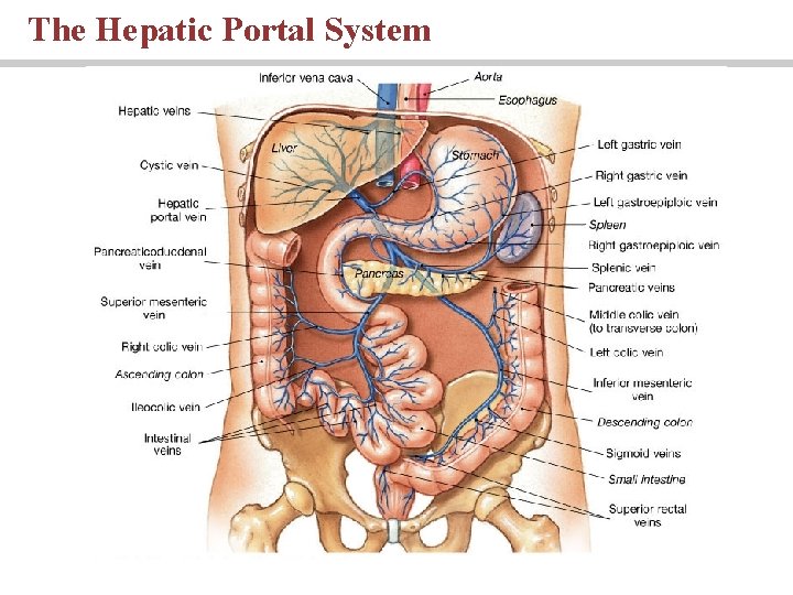 The Hepatic Portal System 
