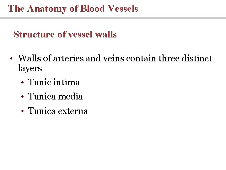 The Anatomy of Blood Vessels Structure of vessel walls • Walls of arteries and