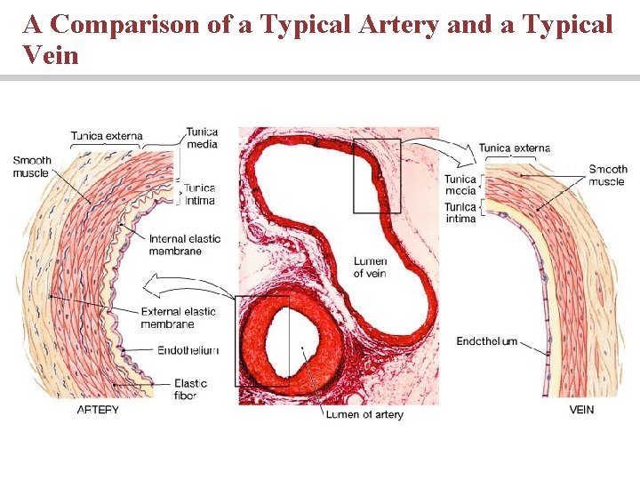 A Comparison of a Typical Artery and a Typical Vein 