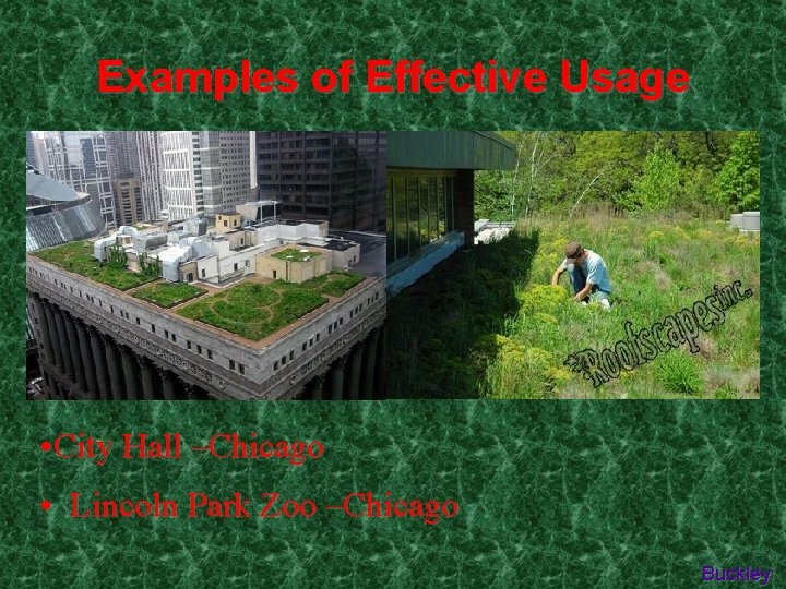 Examples of Effective Usage • City Hall –Chicago • Lincoln Park Zoo –Chicago Buckley
