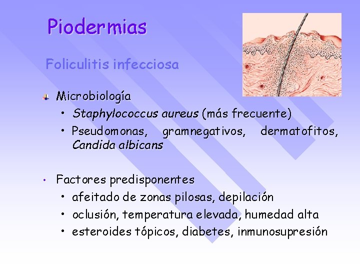 Piodermias Foliculitis infecciosa Microbiología • Staphylococcus aureus (más frecuente) • Pseudomonas, gramnegativos, dermatofitos, Candida