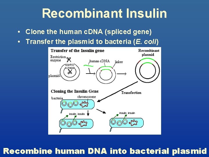 Recombinant Insulin • Clone the human c. DNA (spliced gene) • Transfer the plasmid