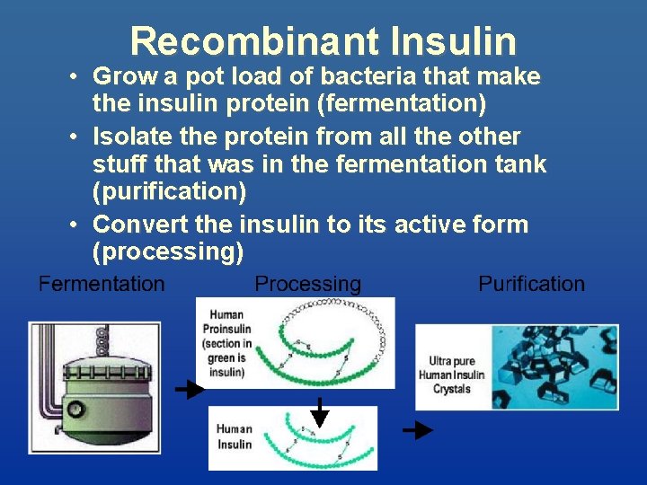 Recombinant Insulin • Grow a pot load of bacteria that make the insulin protein