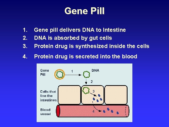 Gene Pill 1. 2. 3. Gene pill delivers DNA to Intestine DNA is absorbed