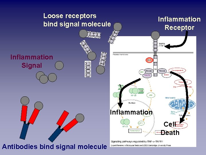 Loose receptors bind signal molecule Inflammation Receptor Inflammation Signal Inflammation Cell Death Antibodies bind