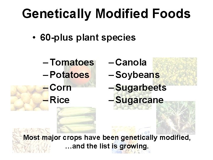 Genetically Modified Foods • 60 -plus plant species – Tomatoes – Potatoes – Corn
