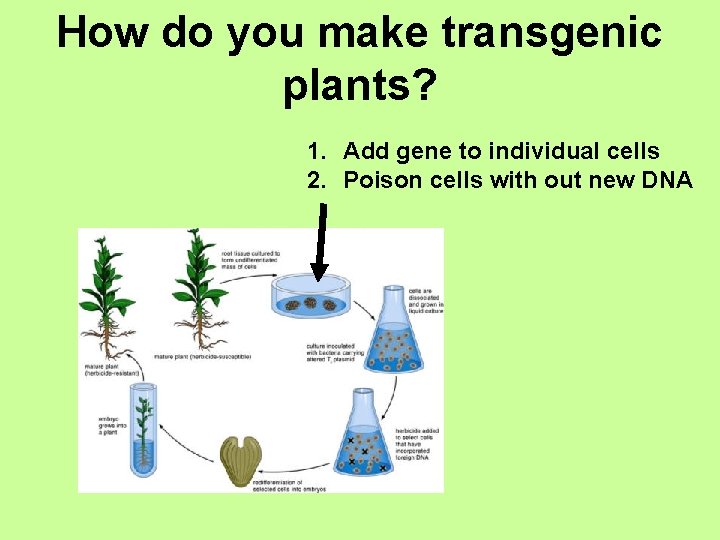 How do you make transgenic plants? 1. Add gene to individual cells 2. Poison
