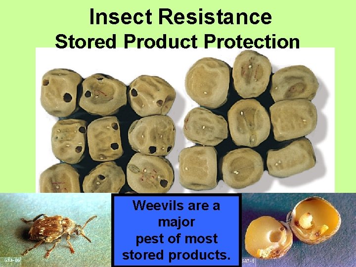  Insect Resistance Stored Product Protection Weevils are a major pest of most stored