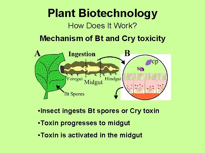 Plant Biotechnology How Does It Work? Mechanism of Bt and Cry toxicity • Insect