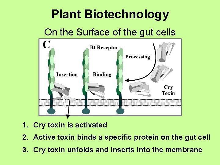 Plant Biotechnology On the Surface of the gut cells 1. Cry toxin is activated