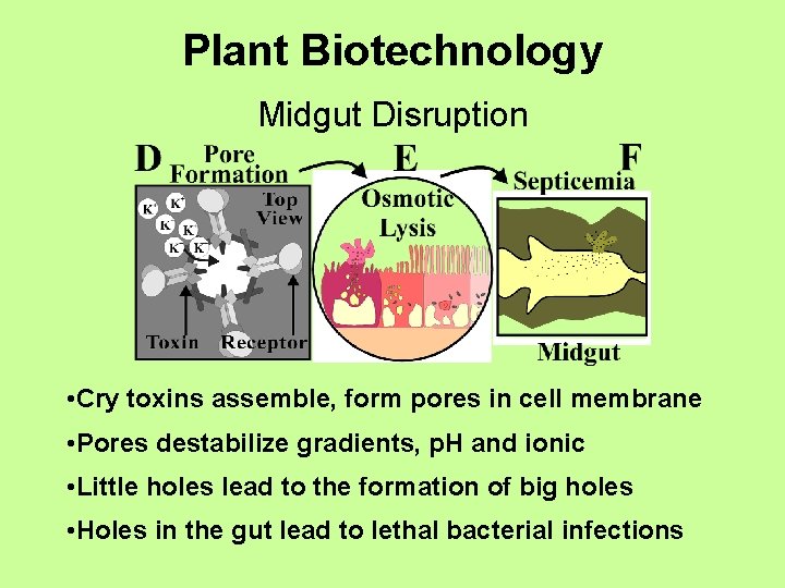 Plant Biotechnology Midgut Disruption • Cry toxins assemble, form pores in cell membrane •