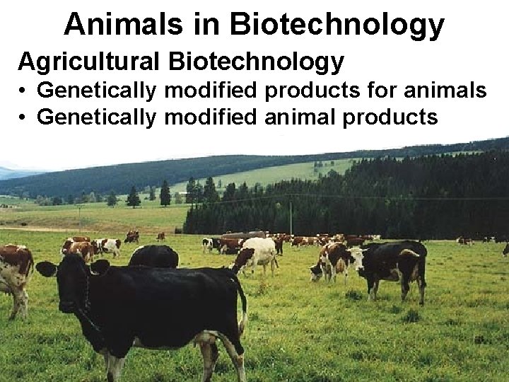 Animals in Biotechnology Agricultural Biotechnology • Genetically modified products for animals • Genetically modified