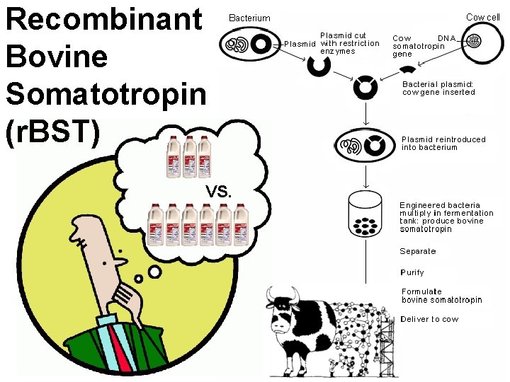 Recombinant Bovine Somatotropin (r. BST) VS. 