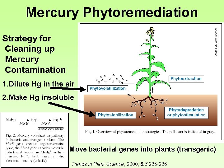 Mercury Phytoremediation Strategy for Cleaning up Mercury Contamination 1. Dilute Hg in the air