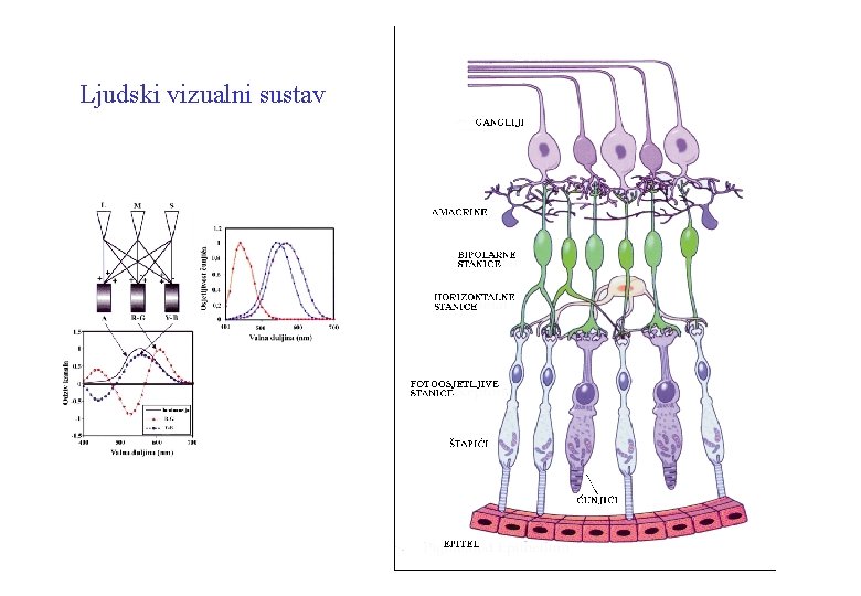 Ljudski vizualni sustav 