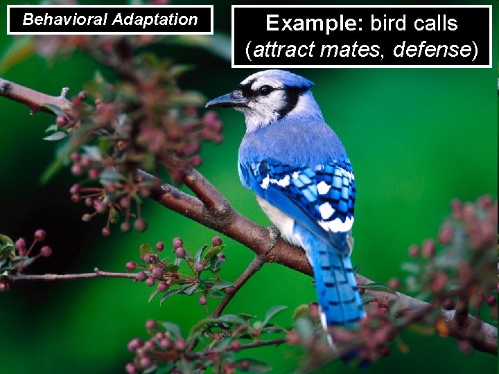 Behavioral Adaptation Example: bird calls (attract mates, defense) 