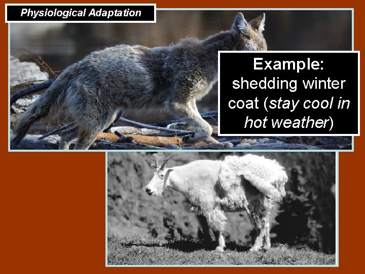 Physiological Adaptation Example: shedding winter coat (stay cool in hot weather) 