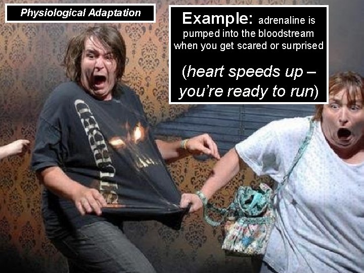 Physiological Adaptation Example: adrenaline is pumped into the bloodstream when you get scared or