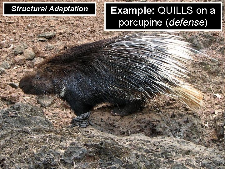 Structural Adaptation Example: QUILLS on a porcupine (defense) 