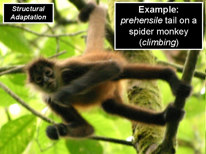 Structural Adaptation Example: prehensile tail on a spider monkey (climbing) 